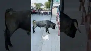 Encierro urbano en Mozoncillo 2026 - Momentos destacados Rodelguilla 3/5
