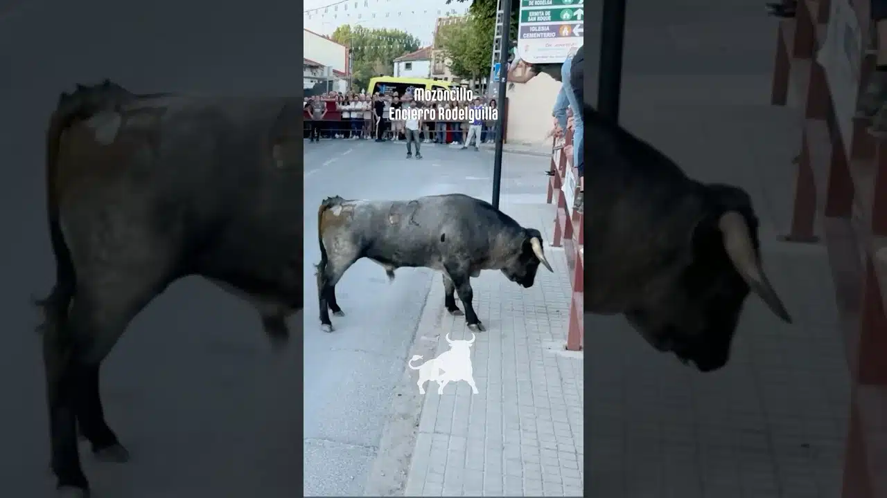 Encierro urbano en Mozoncillo 2026 - Momentos destacados Rodelguilla 3/5