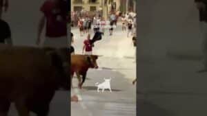 Encierro urbano en Mozoncillo 2026 - Toros incansables por las calles