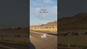 Encierro mixto en Cuellar 2026 - Paso carretera de Cantalejo encierro San Miguel Cuéllar