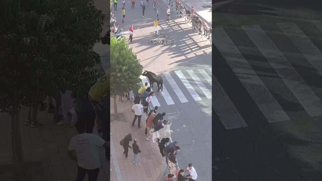 Encierro mixto en Cuellar 2026 - Los toros llegando a la Avenida de los toros Cuéllar