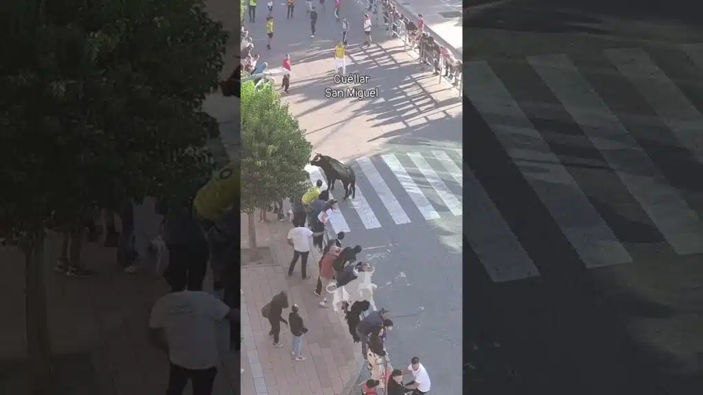Encierro mixto en Cuellar 2026 - Los toros llegando a la Avenida de los toros Cuéllar