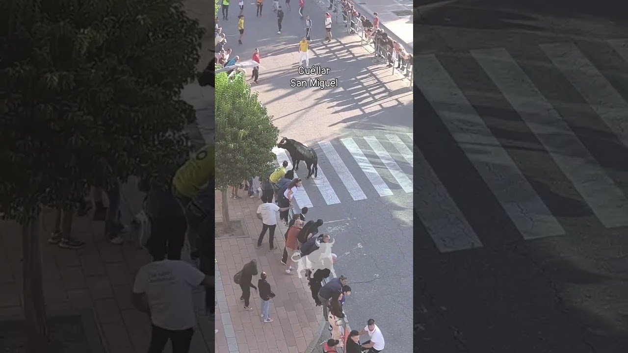 Encierro mixto en Cuellar 2026 - Los toros llegando a la Avenida de los toros Cuéllar