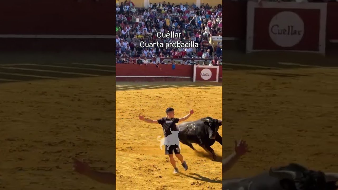 Capea en Cuellar 2026 - PROBADILLA CUARTO ENCIERRO CUÉLLAR PARTE 3