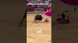 Concurso de recortadores en Madrid 2026 - SUSTO AL PETA EN EL CAMPEONATO DE ESPAÑA