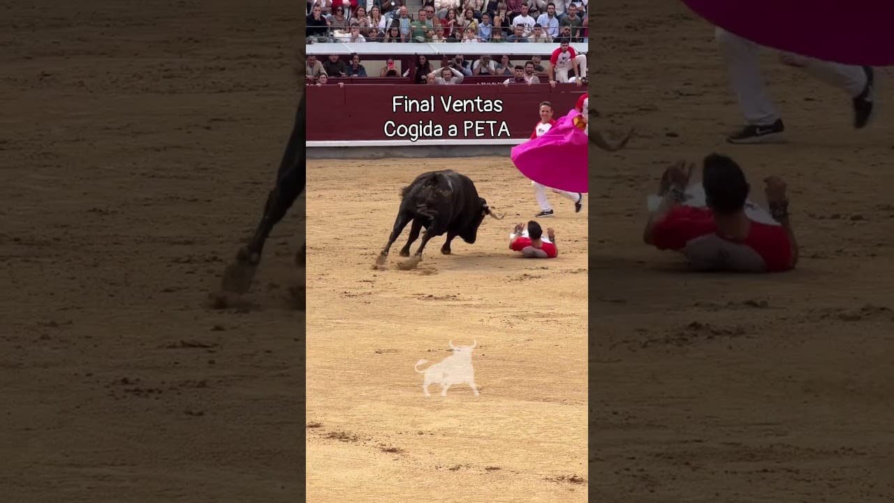 Concurso de recortadores en Madrid 2026 - SUSTO AL PETA EN EL CAMPEONATO DE ESPAÑA