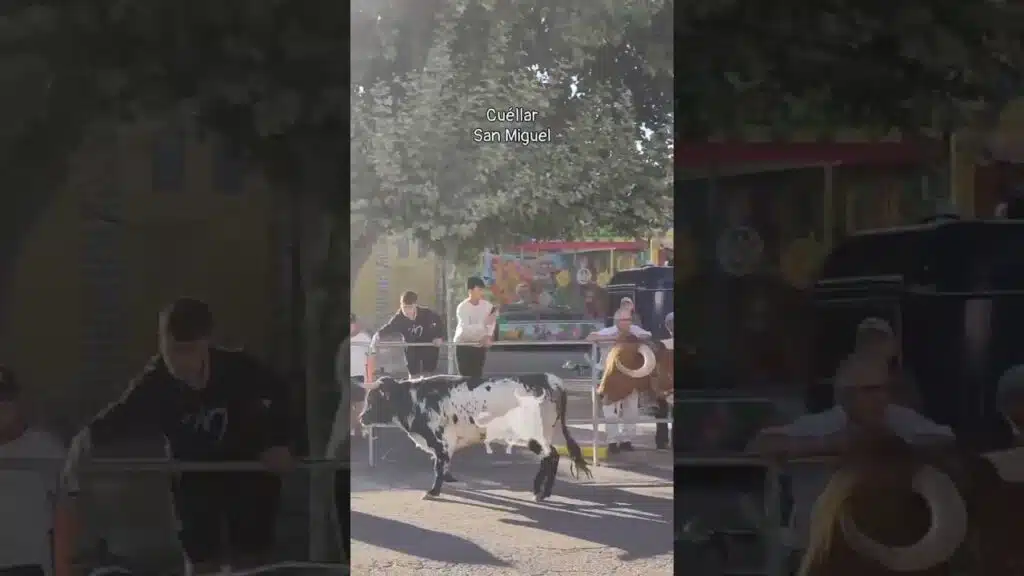 Encierro mixto en Cuellar 2026 - Toros de la Flor de la Canela en Cuéllar
