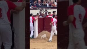 Concurso de recortadores en Madrid 2026 - BRUTAL la embestida de este toro a Noel Ribera