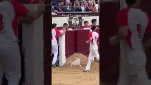 Concurso de recortadores en Madrid 2026 - BRUTAL la embestida de este toro a Noel Ribera