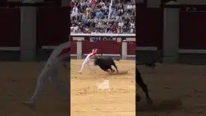Final del campeonato de españa de recortadores en Madrid 2026 - Exhibición del Grupo 2 en la Final del Campeonato de España