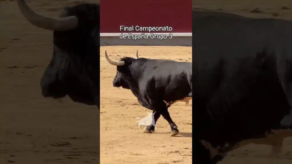 Final del campeonato de españa de recortadores en Madrid 2026 - Grupo 3 de la Final Campeonato de España de Recortadores 2026