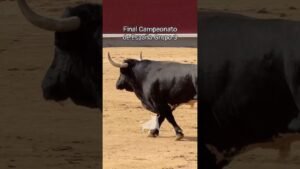 Final del campeonato de españa de recortadores en Madrid 2026 - Grupo 3 de la Final Campeonato de España de Recortadores 2026