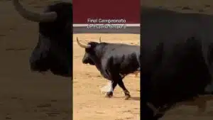 Final del campeonato de españa de recortadores en Madrid 2026 - Grupo 3 de la Final Campeonato de España de Recortadores 2026
