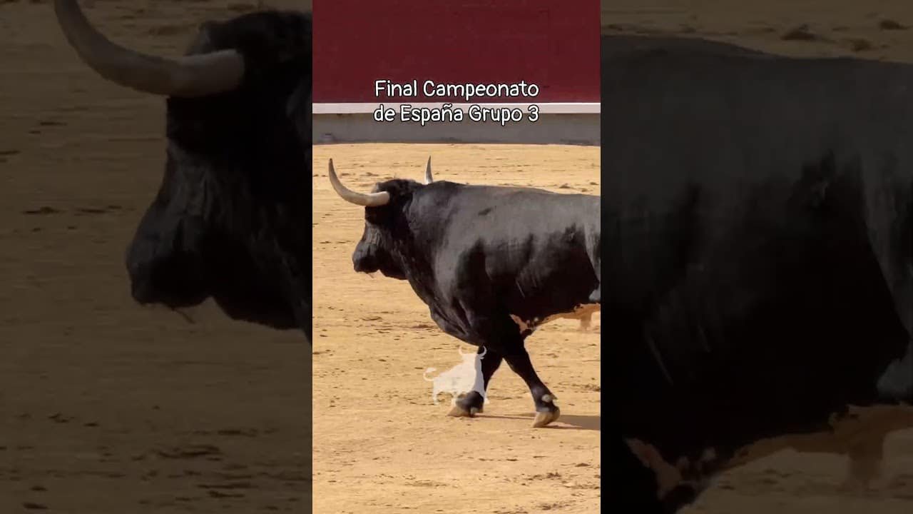 Final del campeonato de españa de recortadores en Madrid 2026 - Grupo 3 de la Final Campeonato de España de Recortadores 2026