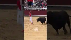 Final del campeonato de españa de recortadores en Madrid 2026 - Semifinal del Campeonato de España de Recortadores