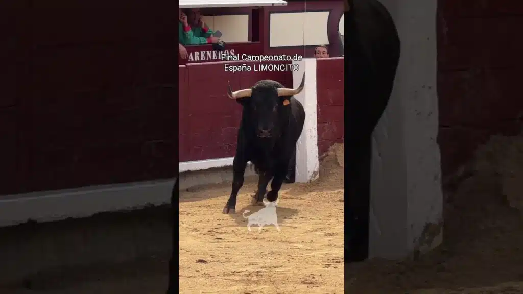 Concurso de recortadores en Madrid 2026 - Su Majestad LIMONCITO Ventas 2026
