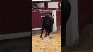 Concurso de recortadores en Madrid 2026 - Su Majestad LIMONCITO Ventas 2026