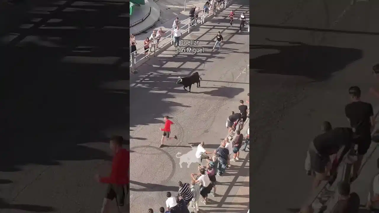 Encierro mixto en Cuellar 2026 - El Toro mete la cabeza en el vallado San Miguel Cuéllar