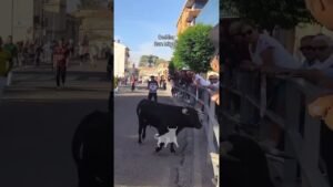 Encierro mixto en Cuellar 2026 - Dando mucho juego este toro de la Flor de la Canela