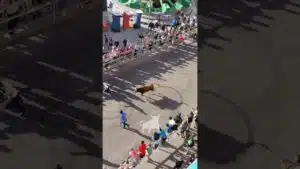 Encierro mixto en Cuellar 2026 - Buena presencia la de este toro rojo llegando en solitario a la plaza de toros de Cuéllar