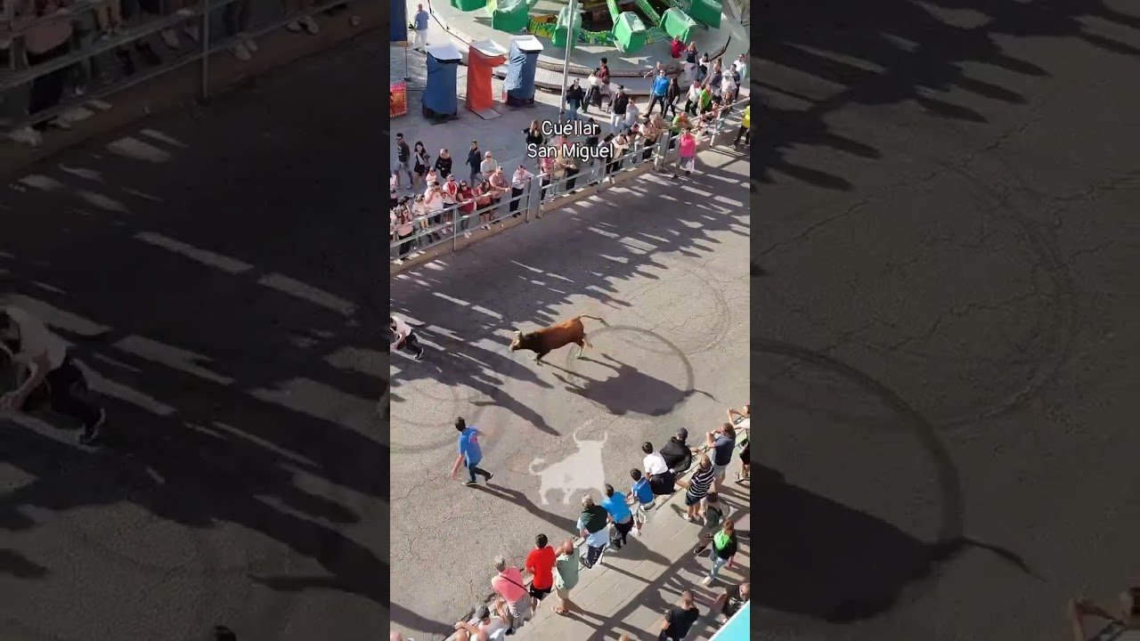 Encierro mixto en Cuellar 2026 - Buena presencia la de este toro rojo llegando en solitario a la plaza de toros de Cuéllar