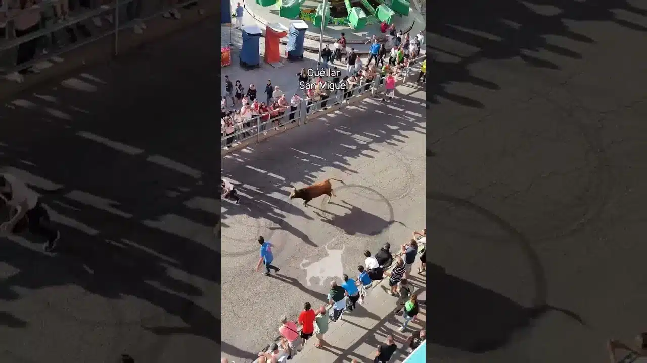 Encierro mixto en Cuellar 2026 - Buena presencia la de este toro rojo llegando en solitario a la plaza de toros de Cuéllar