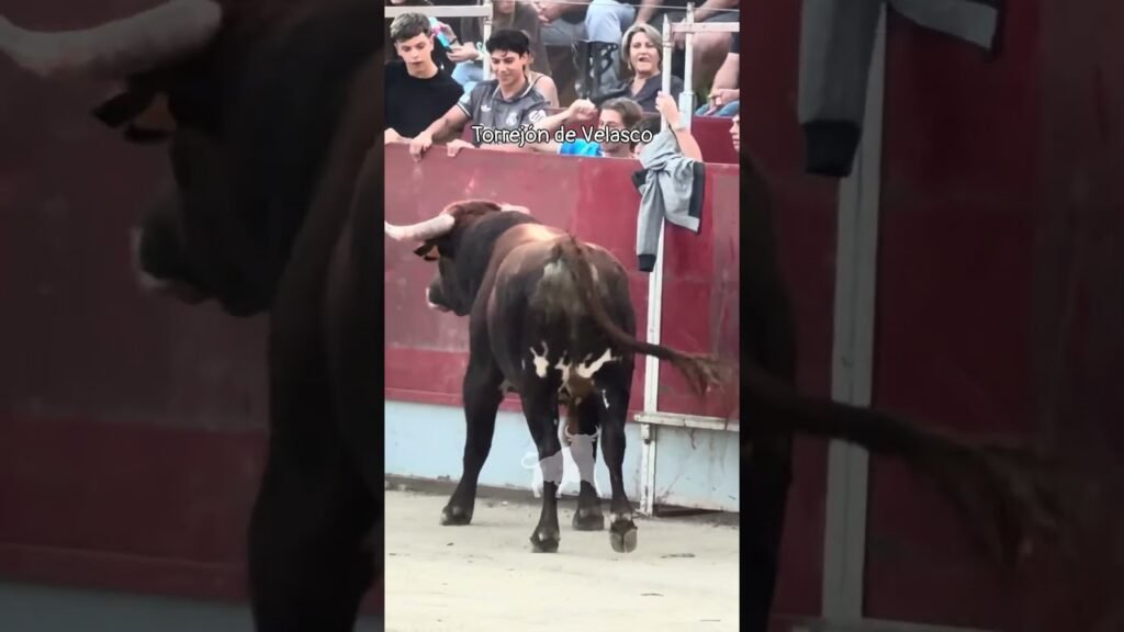 Concurso de recortadores en Torrejon De Velasco 2026 - Muy bravo este toro en Torrejón de Velasco