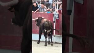 Concurso de recortadores en Torrejon De Velasco 2026 - Muy bravo este toro en Torrejón de Velasco