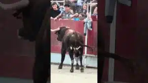 Concurso de recortadores en Torrejon De Velasco 2026 - Muy bravo este toro en Torrejón de Velasco