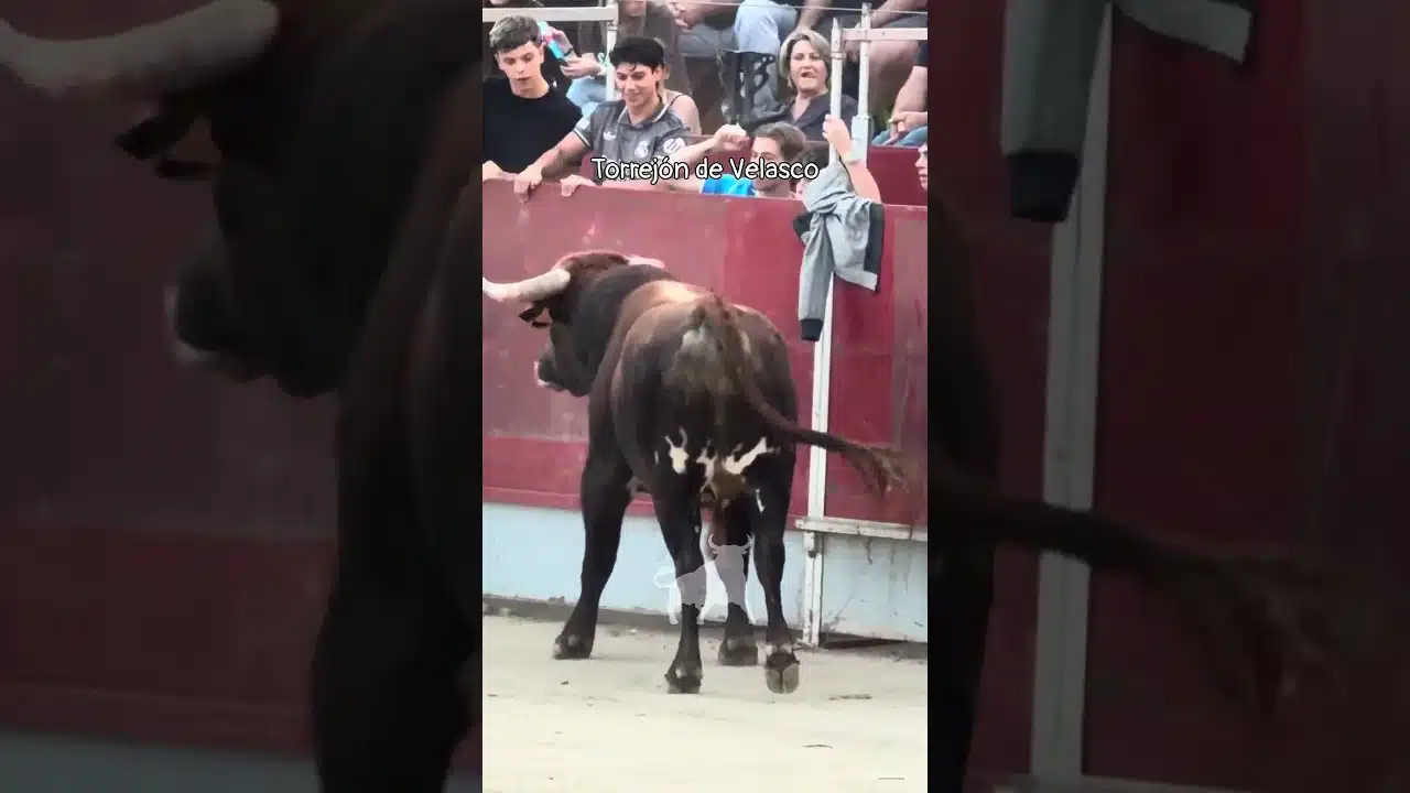 Concurso de recortadores en Torrejon De Velasco 2026 - Muy bravo este toro en Torrejón de Velasco