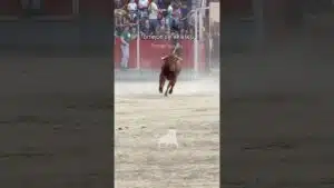 Encierro urbano en Torrejon De Velasco 2026 - Primer novillo en Torrejón de Velasco