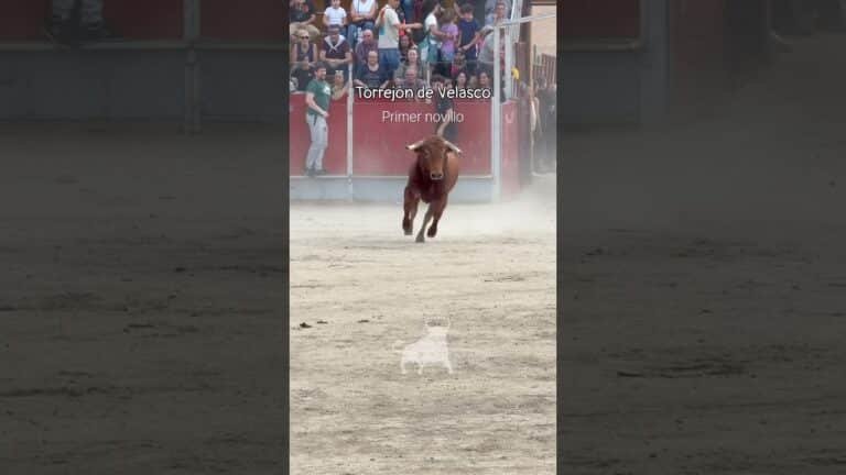 Encierro urbano en Torrejon De Velasco 2026 - Primer novillo en Torrejón de Velasco