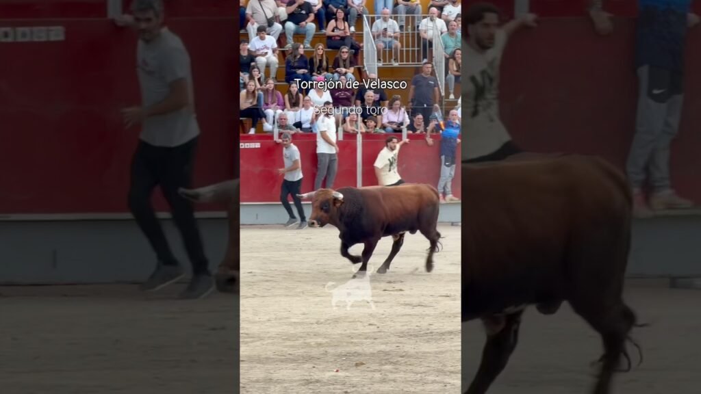 Encierro urbano en Torrejon De Velasco 2026 - Segundo toro Torrejón de Velasco 12-10-26