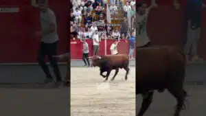 Encierro urbano en Torrejon De Velasco 2026 - Segundo toro Torrejón de Velasco 12-10-26