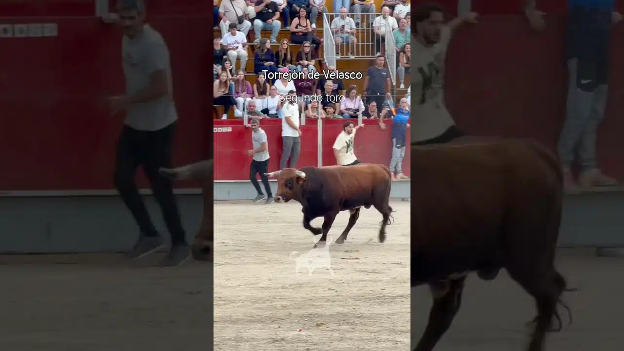 Encierro urbano en Torrejon De Velasco 2026 - Segundo toro Torrejón de Velasco 12-10-26