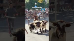 Encierro urbano en Villaviciosa De Odon 2026 - Encierro en Villaviciosa con los toros de la corrida lunes 21