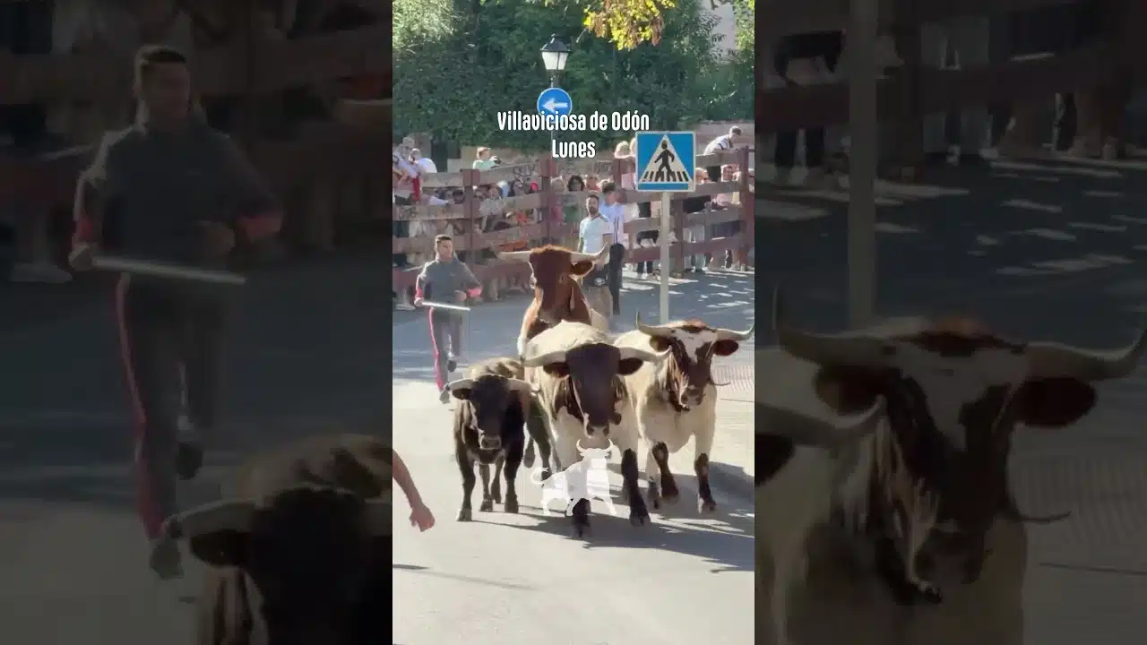 Encierro urbano en Villaviciosa De Odon 2026 - Encierro en Villaviciosa con los toros de la corrida lunes 21