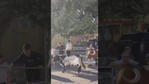 Encierro mixto en Cuellar 2026 - Toros de la Flor de la Canela en Cuéllar