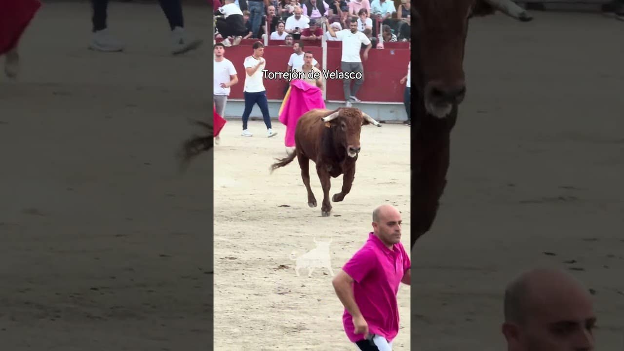 Encierro urbano en Torrejon De Velasco 2026 - Carrusel de cortes, quiebros y saltos Torrejón de Velasco