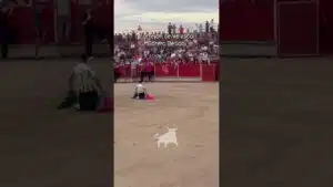 Encierro urbano en Torrejon De Velasco 2026 - MÁXIMA TENSIÓNen la portagayola del Torero Bético
