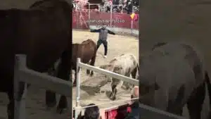 Encierro urbano en Villanueva Del Pardillo 2026 - Tercer toro Villanueva del Pardillo 18-10-26