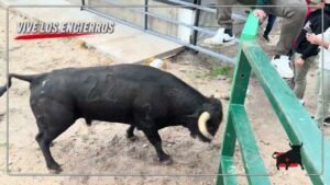 Encierro mixto en Gomezserracín 2026 - ¡ÉXITO TOTAL! En el primer encierro Mixto en su historia