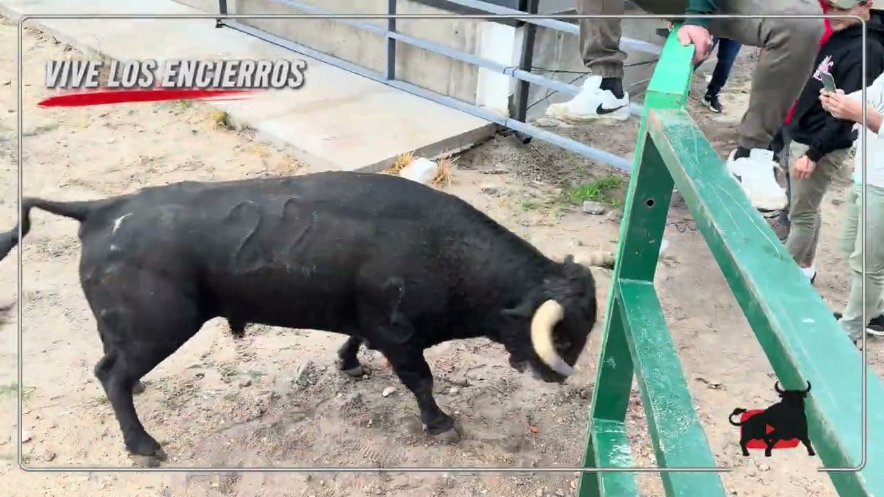 Encierro mixto en Gomezserracín 2026 - ¡ÉXITO TOTAL! En el primer encierro Mixto en su historia