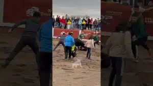 Encierro mixto en Gomezserracín 2026 - Mozo es revolcado y pateado por el toro