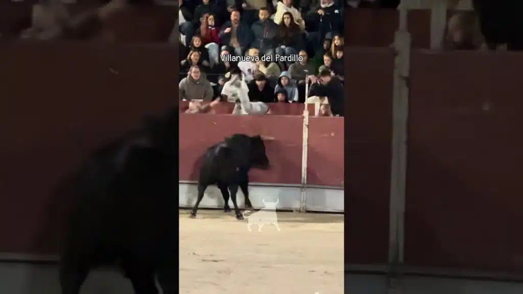 Encierro urbano en Villanueva Del Pardillo 2026 - Mozo se desliza y el toro arremete contra el