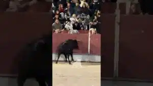 Encierro urbano en Villanueva Del Pardillo 2026 - Mozo se desliza y el toro arremete contra el
