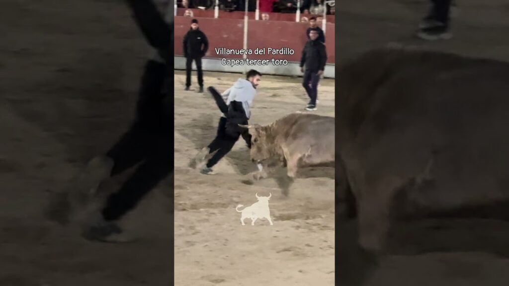 Encierro urbano en Villanueva Del Pardillo 2026 - Dando giros al toro con la chaqueta