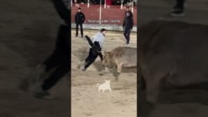 Encierro urbano en Villanueva Del Pardillo 2026 - Dando giros al toro con la chaqueta