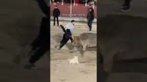 Encierro urbano en Villanueva Del Pardillo 2026 - Dando giros al toro con la chaqueta