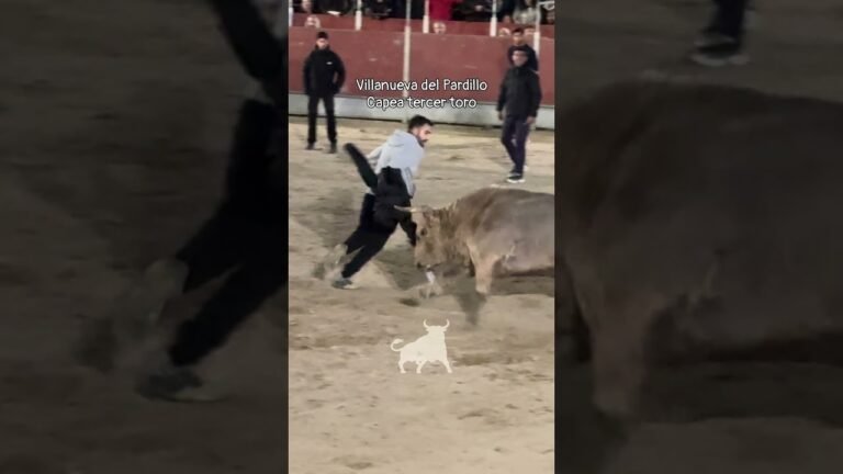 Encierro urbano en Villanueva Del Pardillo 2026 - Dando giros al toro con la chaqueta